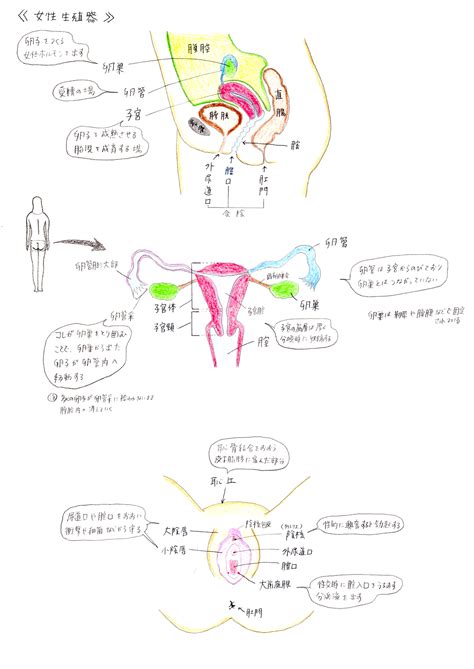 陰核|自分のヴァギナを見たことある？女性の生殖器の構造。